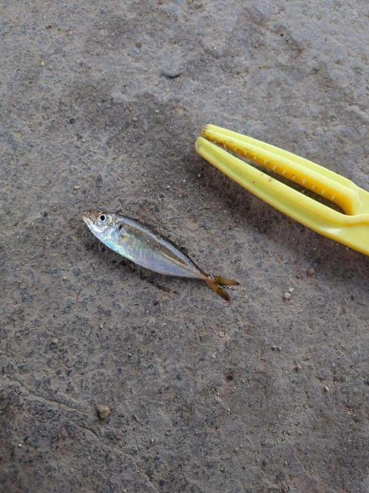 デイアジングは難しい