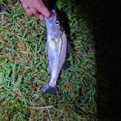 何とかチーバス1匹