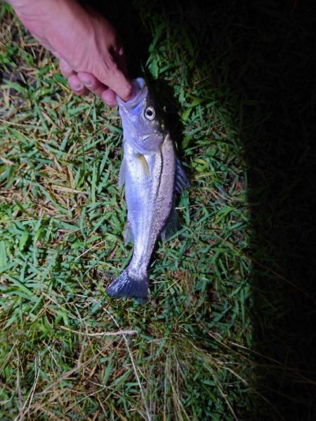 何とかチーバス1匹