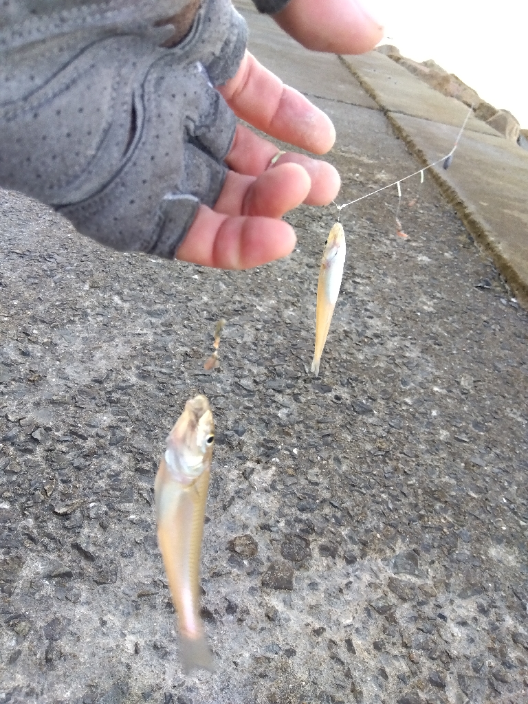 苅屋海岸のキス釣り