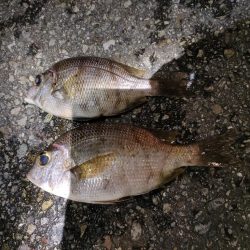 7/23釣果コロダイメイチダイグレ尺あじ