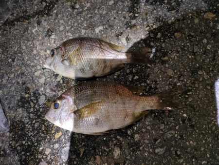 7/23釣果コロダイメイチダイグレ尺あじ