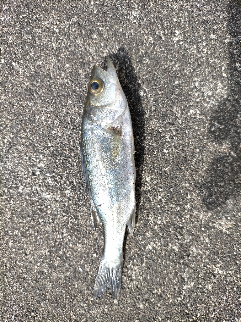 チーバスちゃん