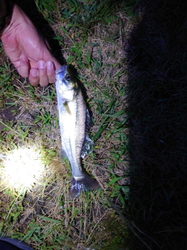 何とか一匹とチヌ