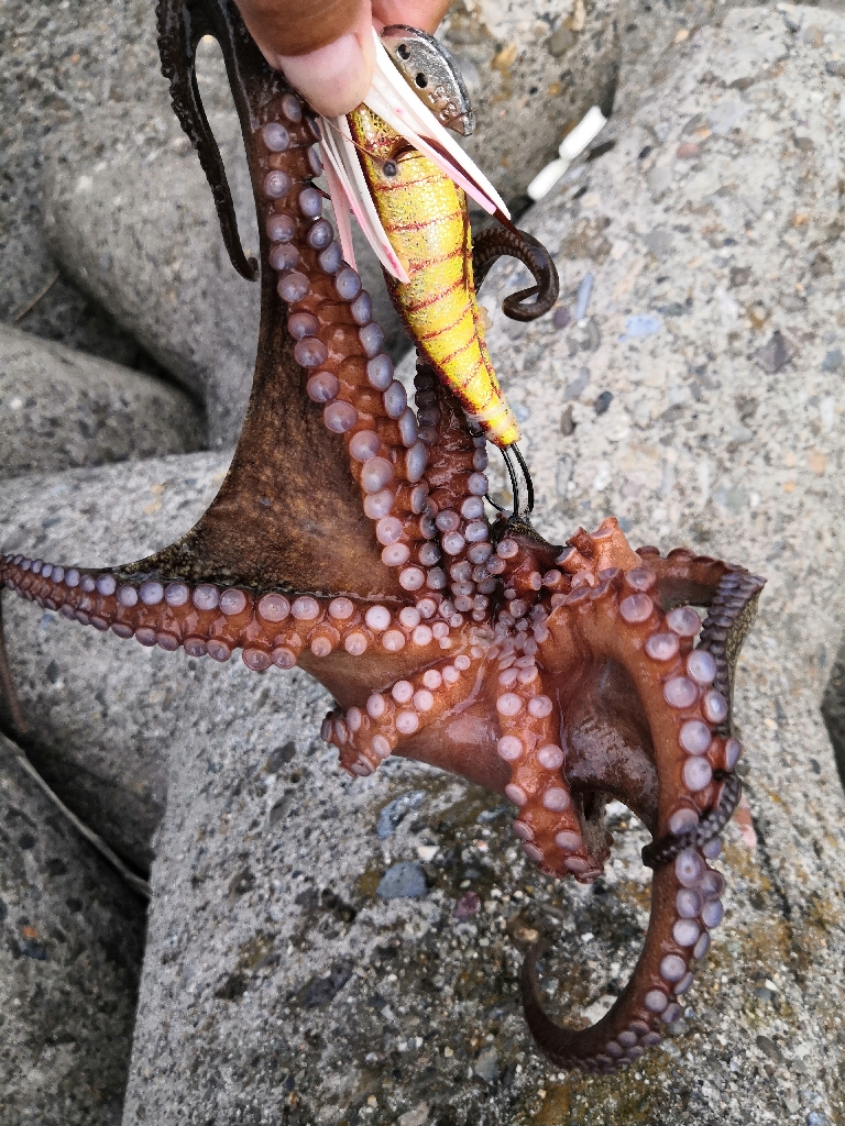 オクトパッシング 8