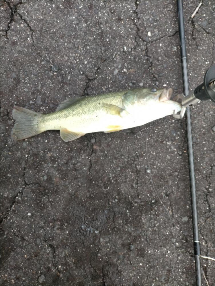 シーバスタックルでバス!!