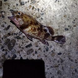 アジ狙いです。