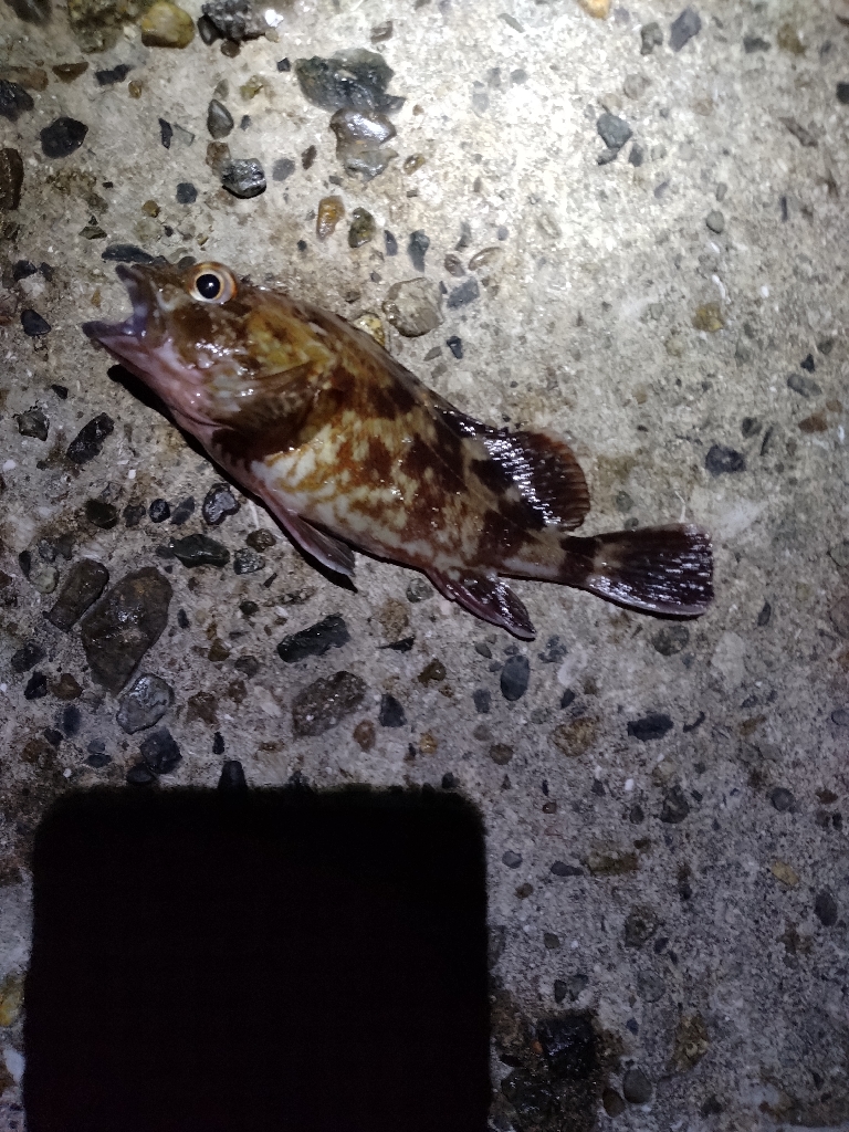 アジ狙いです。