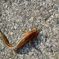 キスつりのはずが