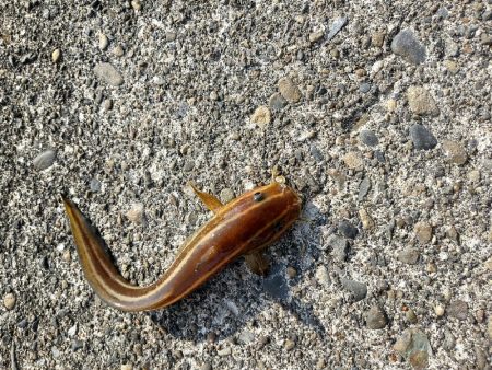 キスつりのはずが