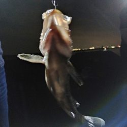 ジグヘッドに鯖切り身で釣果