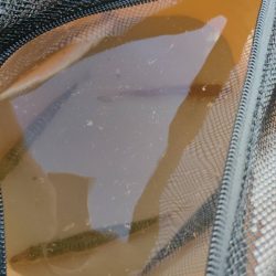 サビキでアジ狙い