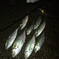 (尺アジ)フロートゲーム～