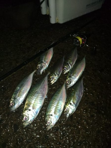 (尺アジ)フロートゲーム～