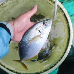 館山にてイサキコマセ釣り
