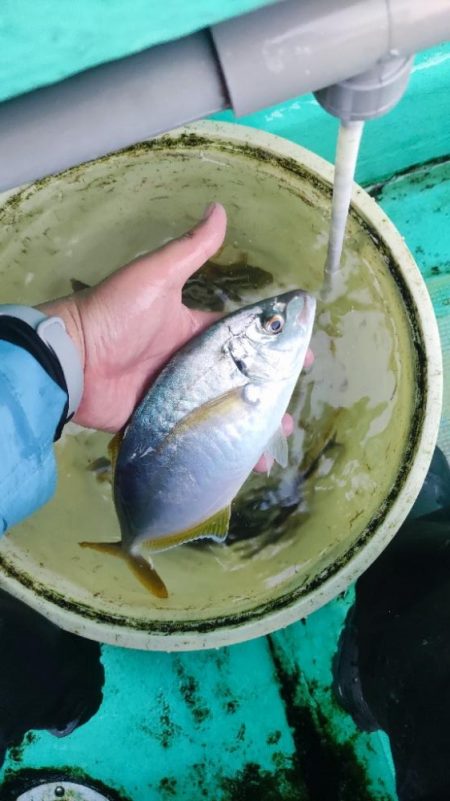 館山にてイサキコマセ釣り