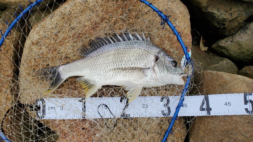 ボイルの正体はコイツ