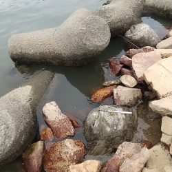 淀川えびリベンジ撃沈からのウロハゼ