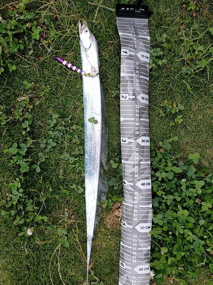 夕マズメの護岸