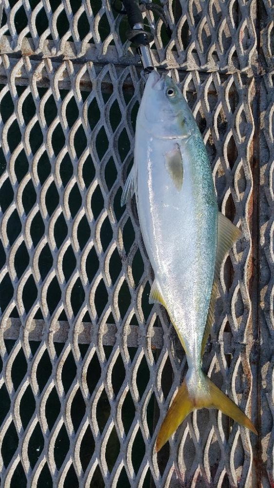 ハマチ釣れた‼️