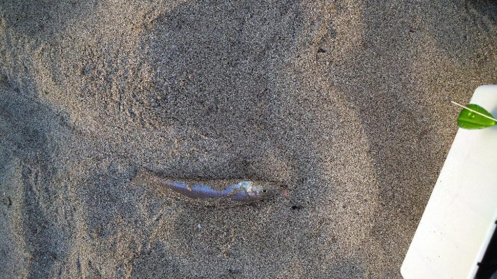 旅行先でもチョイ投げ