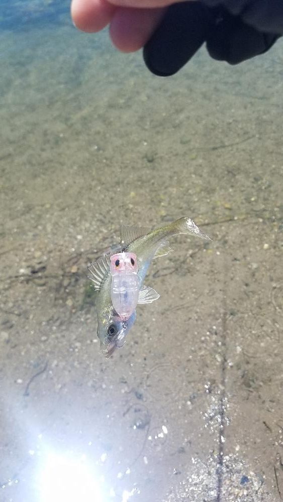 どうやって釣るの？