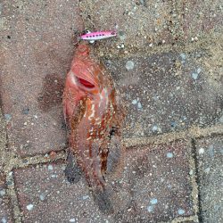 ミニアコウ釣り