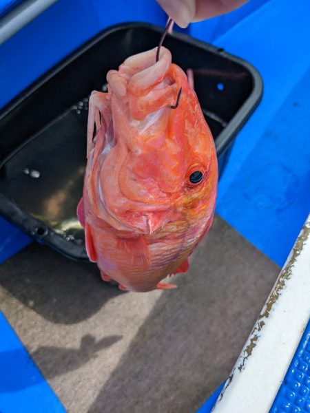 テンヤ･ルアー船 釣果