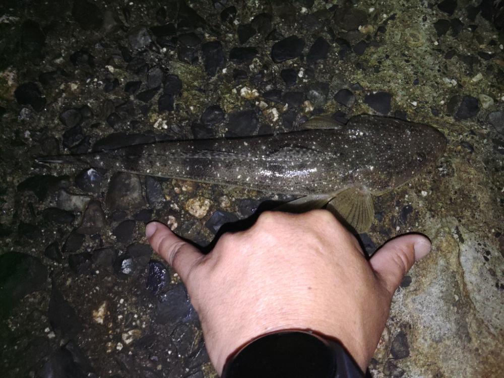 久しぶり数釣りできました