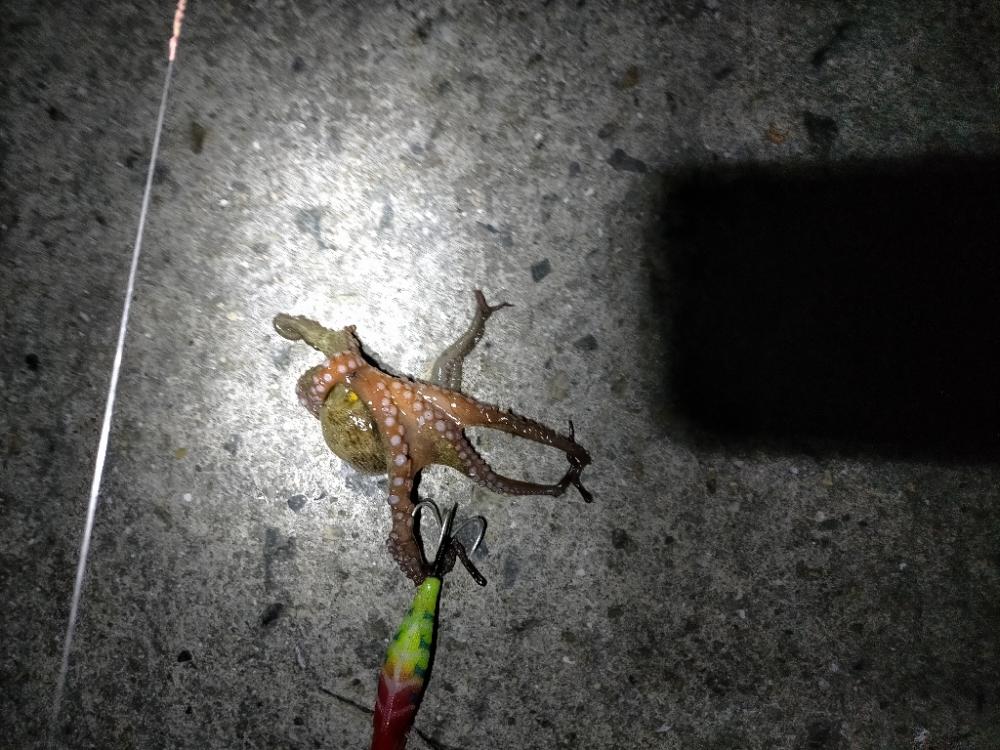 今年初挑戦！！