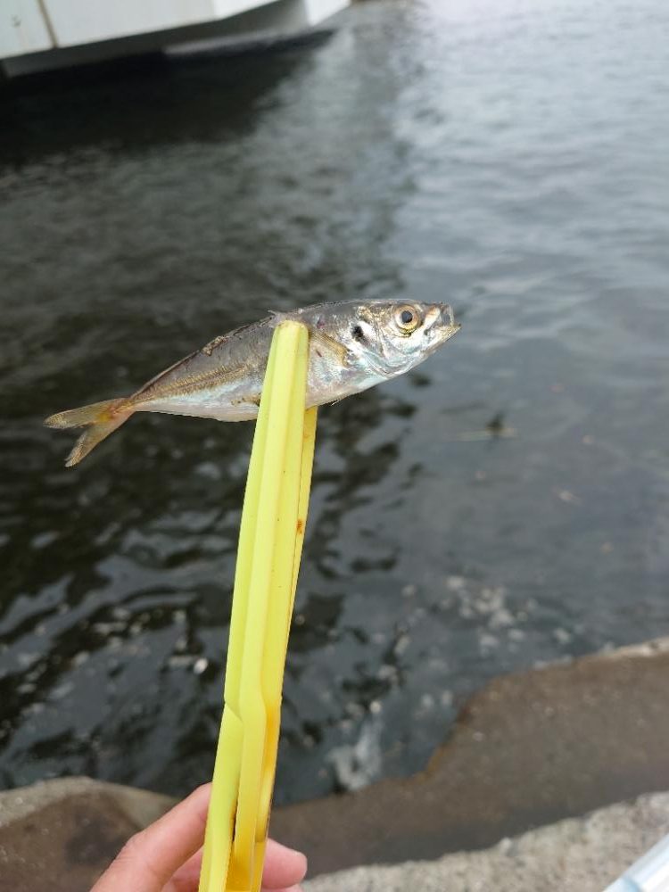 デイアジングは厳しい