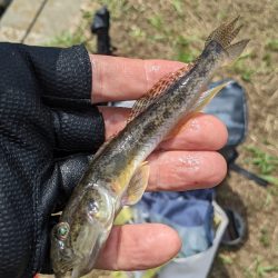 今年の旧中はかなりいい