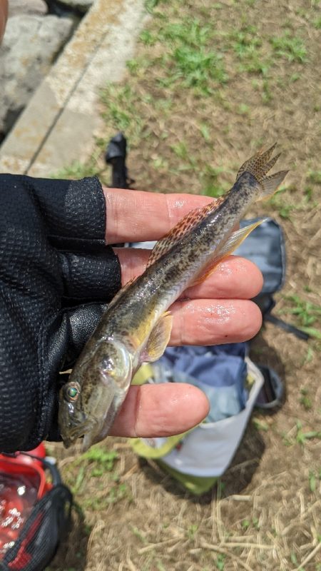 今年の旧中はかなりいい