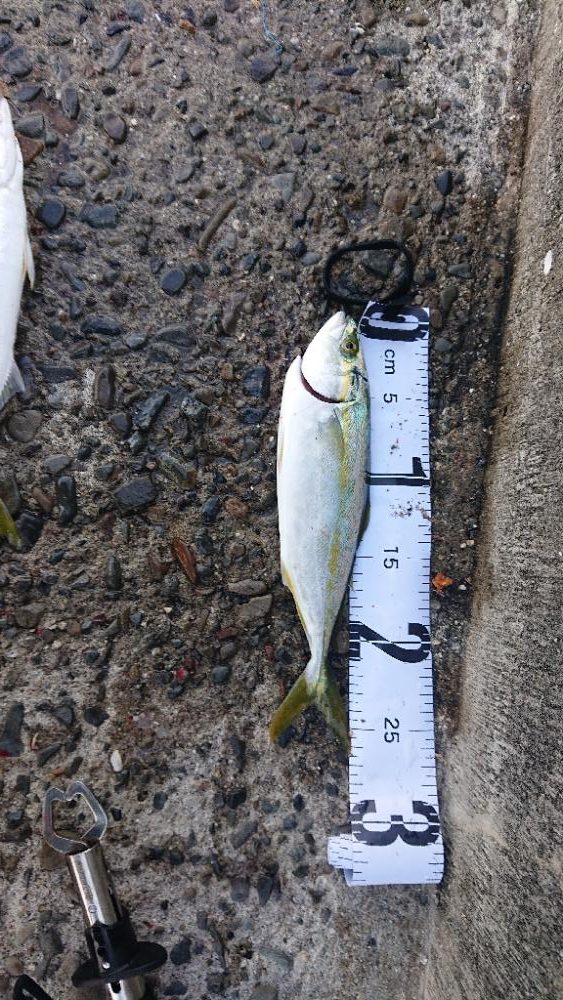 お昼からジギング