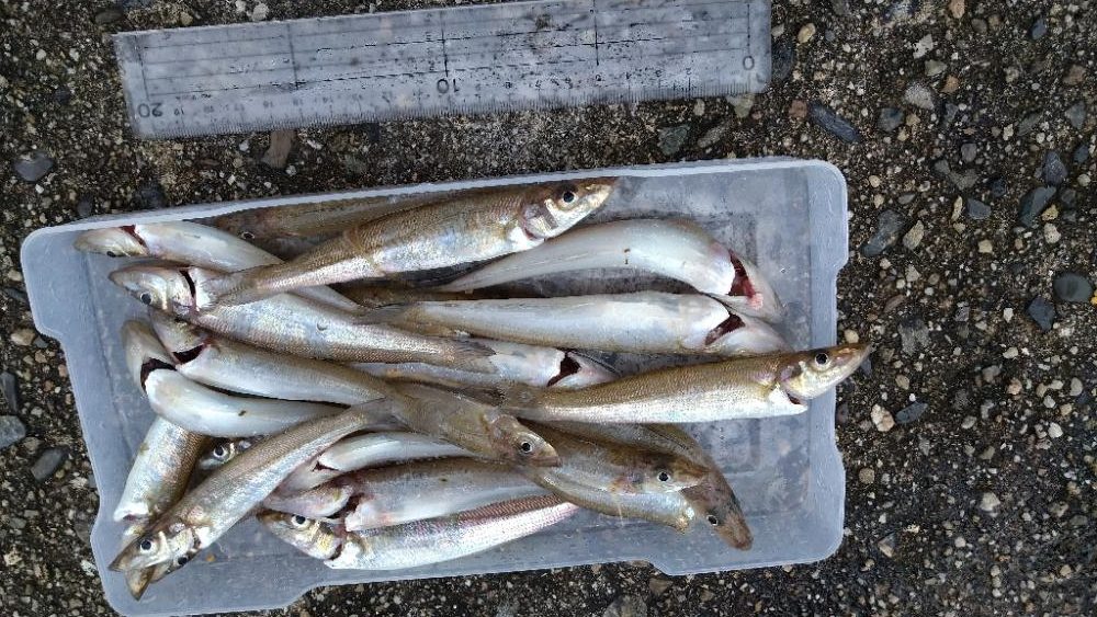 チョイ投げ〜激濁り編〜