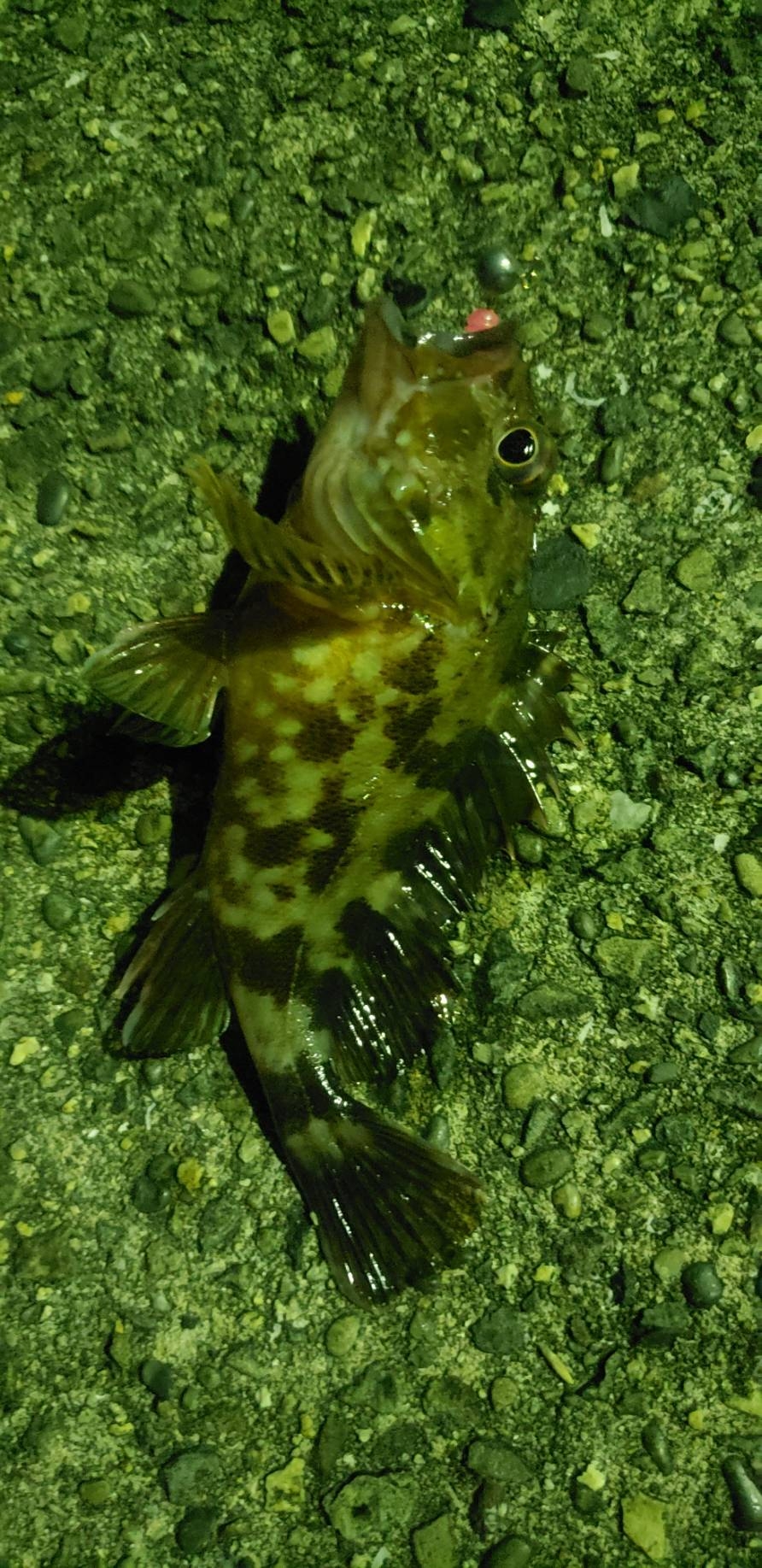 アジ探し@戸津井周辺