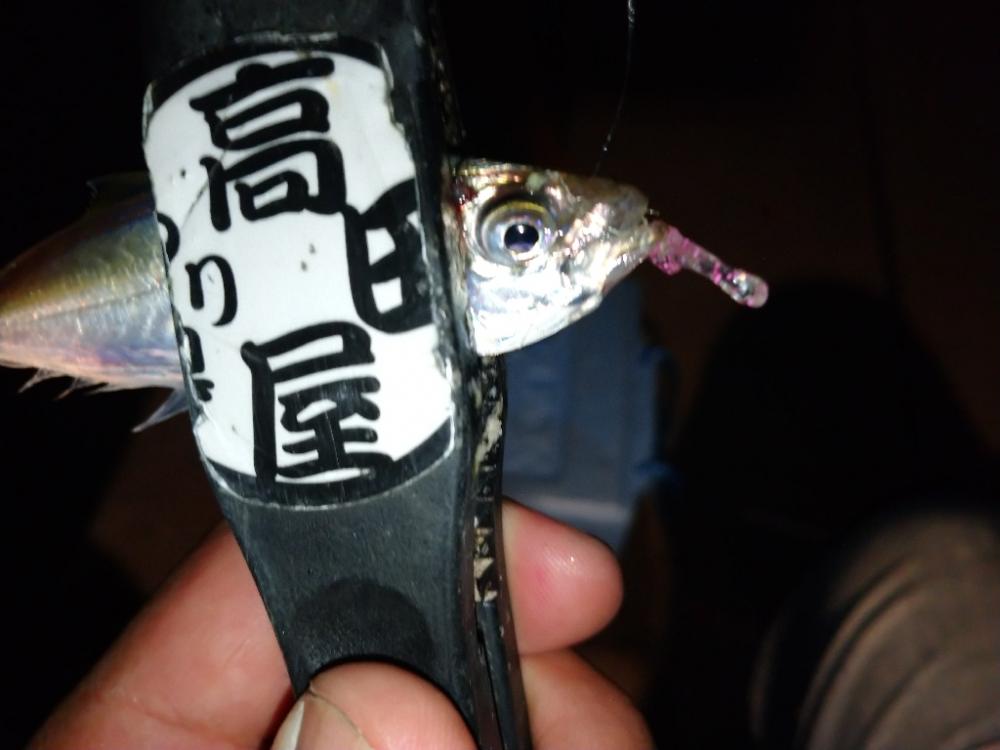 爆風豆アジング