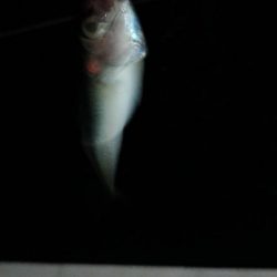 #1000スプールテスト釣行