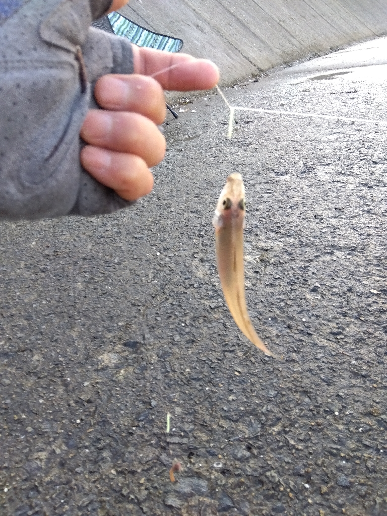 苅屋海岸のキス釣り