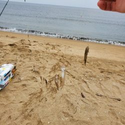 伊勢湾のキス釣査