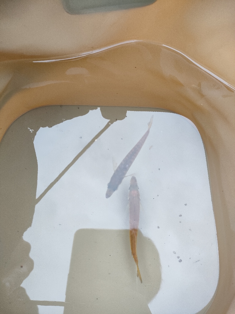 豆にもほどがある