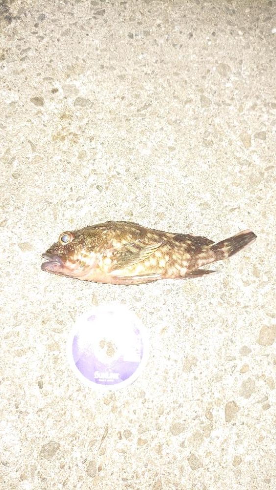 ライトロック始めました。