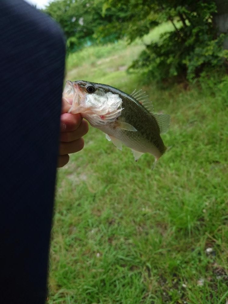シーバス狙いのはずが！笑は