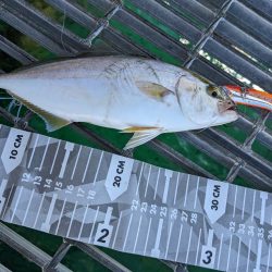 大型青物には見切られてしまいました…