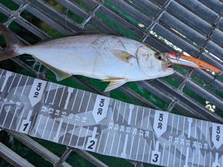 大型青物には見切られてしまいました…