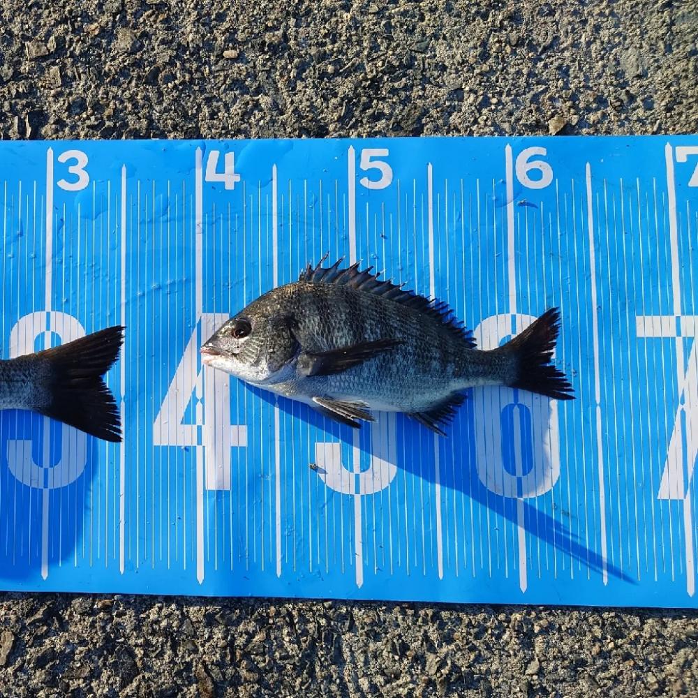 紀州釣りに挑戦