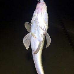 フリリグdeマゴチ