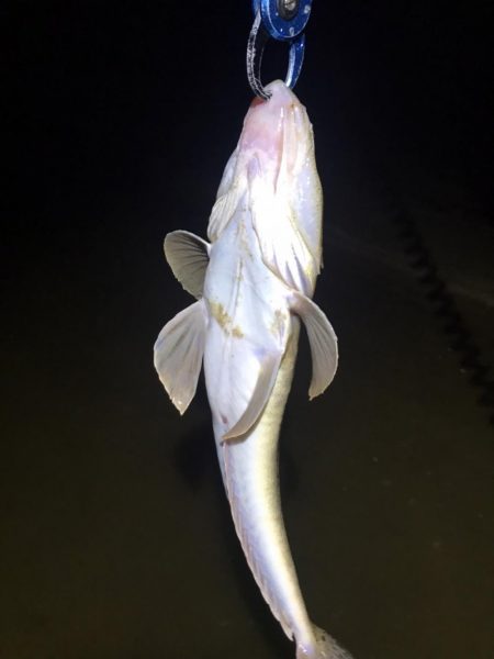 フリリグdeマゴチ