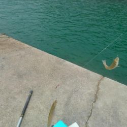 釣りと趣味のKちゃんねる　キス釣り