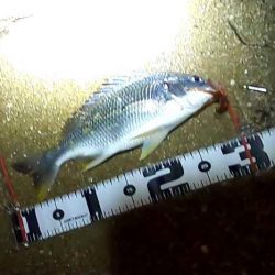 フリリグでチニング